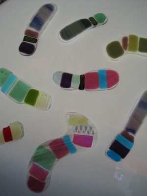 Fused Glass Chromosomes